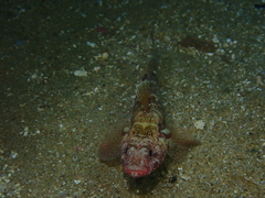 Gobius cruentatus