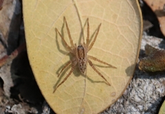 Pardosa pseudoannulata
