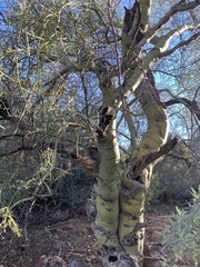 Parkinsonia microphylla