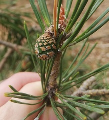 Pinus sylvestris