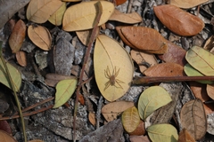 Pardosa pseudoannulata