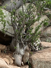Image of Pachypodium saundersii