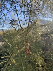 Parkinsonia microphylla