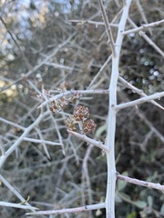 Sarcomphalus obtusifolius