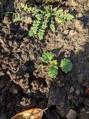 Malacothamnus arcuatus