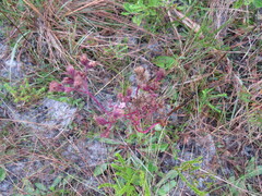 Carphephorus odoratissimus