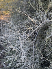 Sarcomphalus obtusifolius