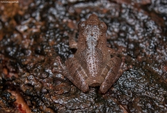 Pseudophilautus