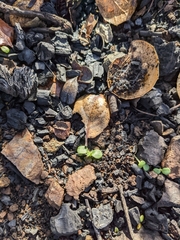 Malacothamnus arcuatus