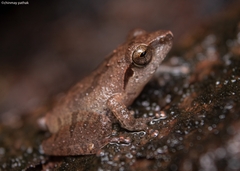 Pseudophilautus