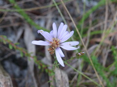 Symphyotrichum adnatum