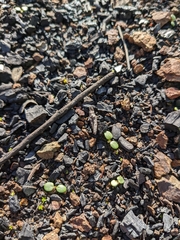 Malacothamnus arcuatus