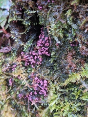 Cribraria purpurea