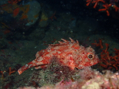 Scorpaena notata