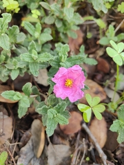 Cistus crispus
