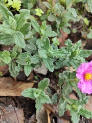 Cistus crispus