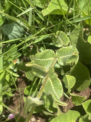 Asclepias albens