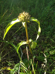 Gentiana macrophylla