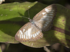 Mestra hersilia