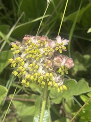 Asclepias albens