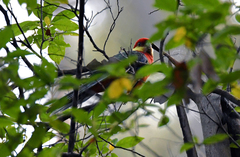 Platycercus icterotis