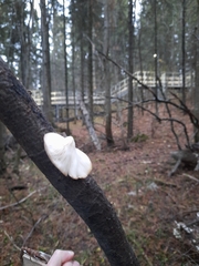 Pleurotus pulmonarius