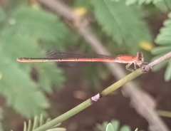 Agriocnemis falcifera