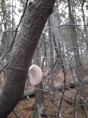 Pleurotus pulmonarius