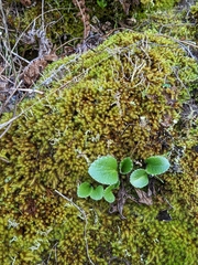 Micranthes californica