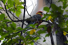 Platycercus icterotis