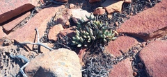 Adromischus filicaulis
