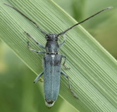 Phytoecia caerulescens