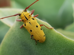 Tragostomoides pretiosus