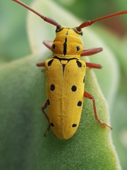 Tragostomoides pretiosus