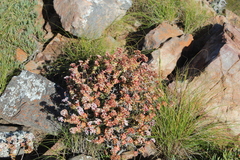 Crassula rupestris
