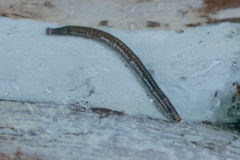 Keroplatidae