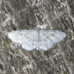 Idaea violacearia