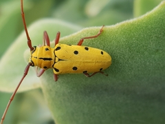 Tragostomoides pretiosus