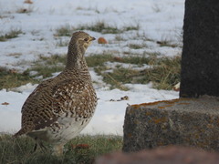 Tympanuchus phasianellus