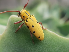 Tragostomoides pretiosus