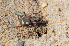 Cicindela hybrida
