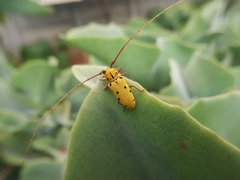 Tragostomoides pretiosus