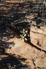 Adromischus filicaulis