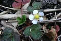 Fragaria nilgerrensis