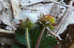 Fragaria nilgerrensis