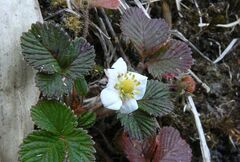 Fragaria nilgerrensis