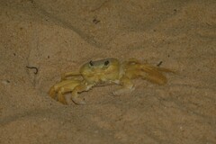 Ocypode quadrata