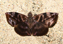 Ebrietas infanda