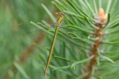 Lestes virens
