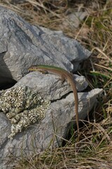 Podarcis melisellensis